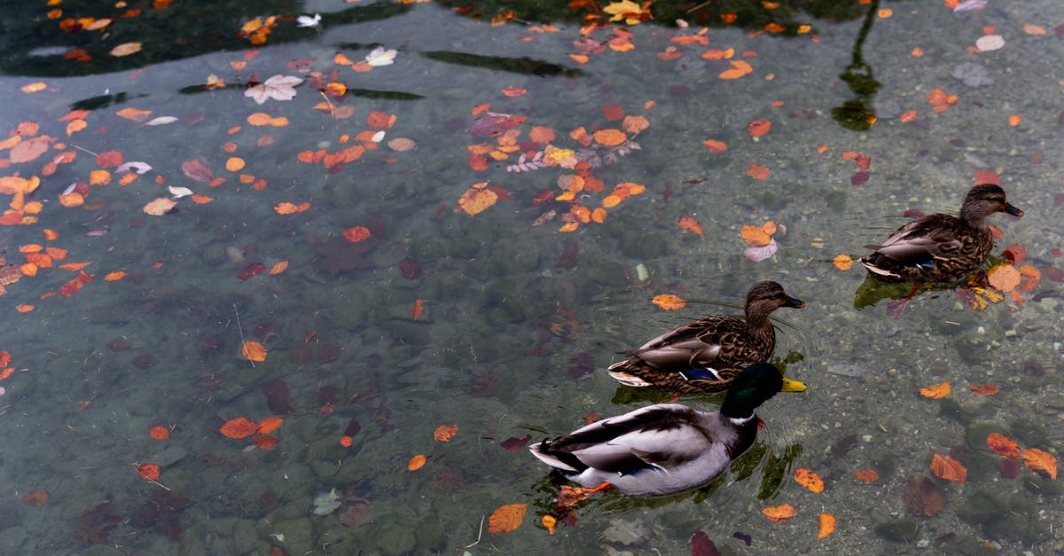 Can I leave the airport during a 24-hours layover, traveling to Greece through Frankfurt, using a national D visa? - Wild ducks swimming in calm lake with colorful autumnal leaves in water in park Can I leave the airport during a 24-hours layover, traveling to Greece through Frankfurt, using a national D visa? - Wild ducks swimming in calm lake with colorful autumnal leaves in water in park
