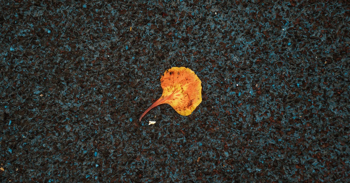 Can I make repeated 90-day trips to a single Schengen country? - Autumn fading leaf on dark pavement