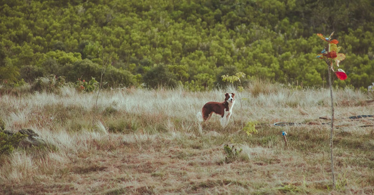 Can I make repeated 90-day trips to a single Schengen country? - Calm Border Collie dog with brown and white fur looking attentively while standing on lawn