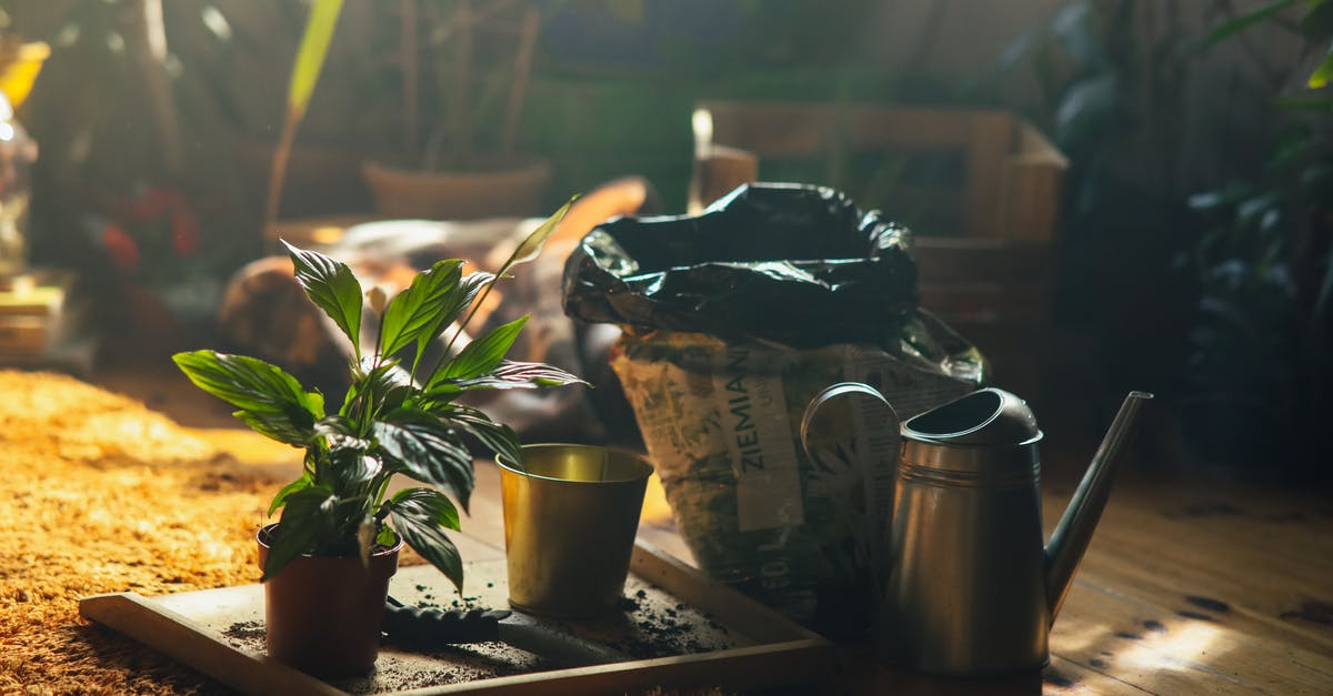 Can I recheck-in bag at Paris - A Green Plant on a Wooden Box Near a Watering Can