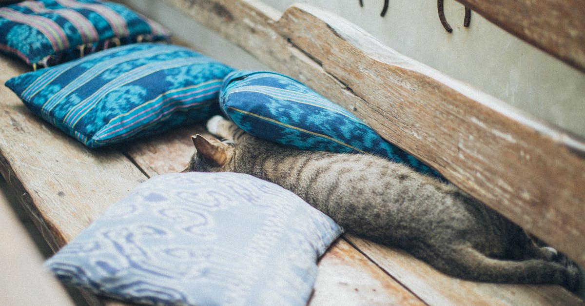 Can I sleep on a bench at St Petersburg Moskovsky station? - Gray Tabby Kitten Playing With Blue Pillows