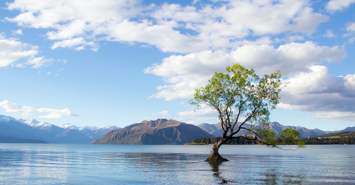 Can I travel to New Zealand with an expired H4 visa? - Photo of Tree on Lake