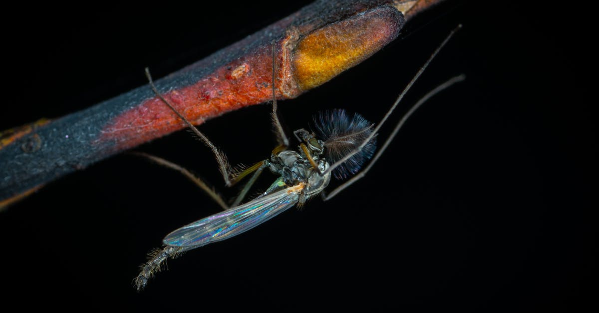 Can my wife fly Manila-Dubai-Armenia-Dubai with her single-entry visa? - Blue Robberfly on Branch