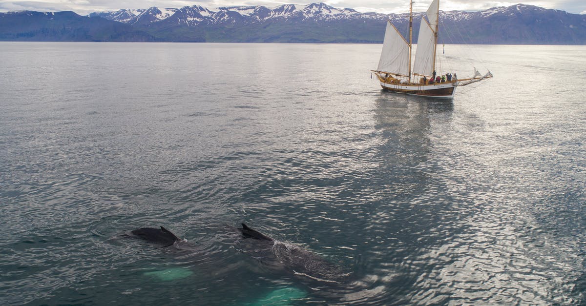 Can one tour a cruise ship in Sydney? - Aerial view of beautiful white traditional sailboat with passengers floating on rippling sea during whale watching tour