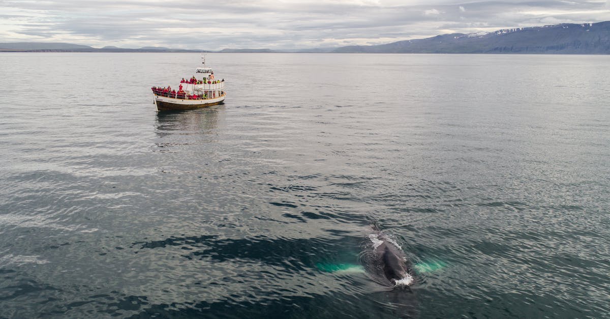 Can one tour a cruise ship in Sydney? - Traditional oak fishing boat with tourists floating in sea during whale watching tour in Iceland