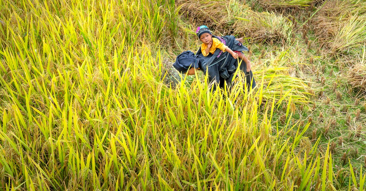 Can we carry rice to Japan? - Unrecognizable ethnic woman carrying little child on back during work on rice field