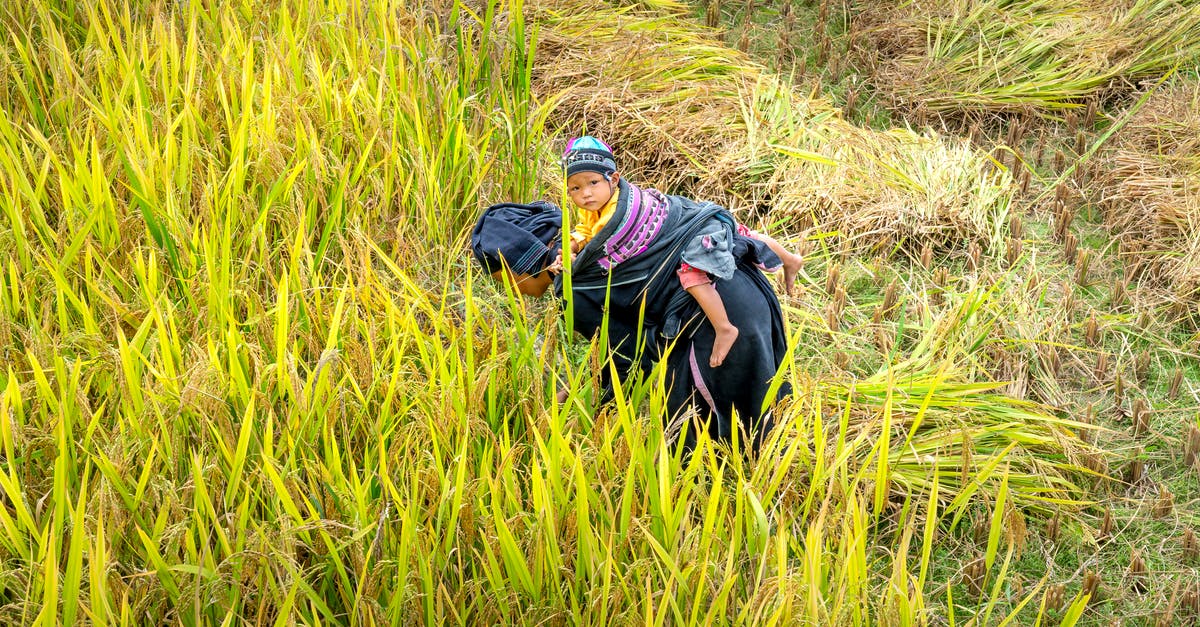 Can we carry rice to Japan? - Unrecognizable local woman with child on back working on field during harvesting season