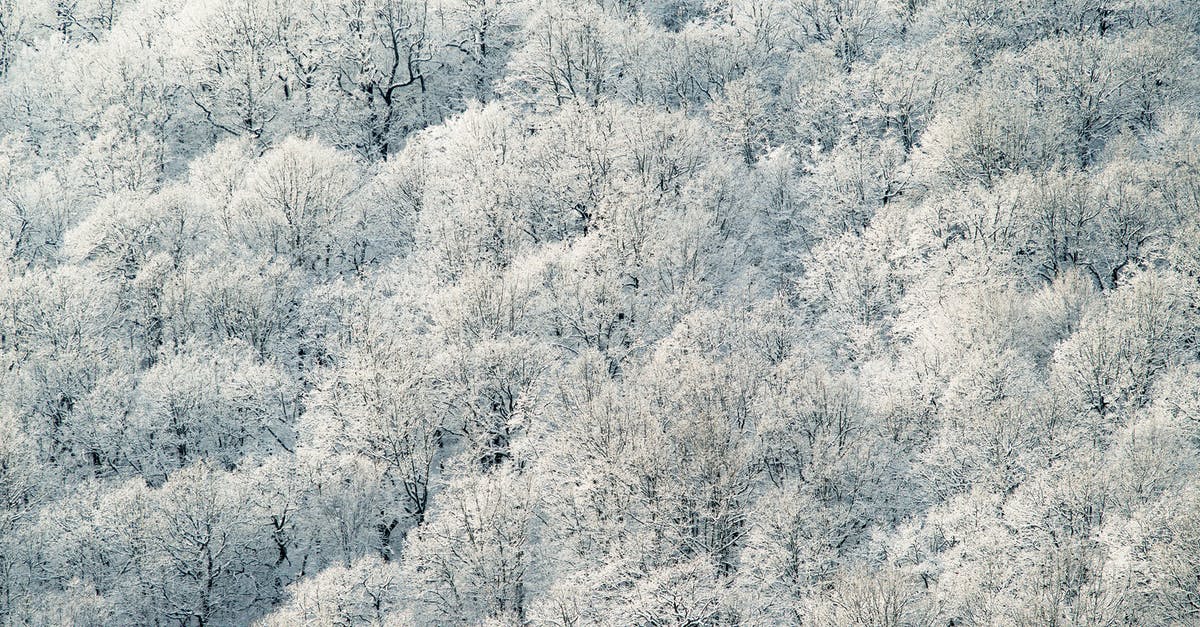 Can we cover both Disneyland parks in Paris in one day? - Drone view of peaceful winter forest with trees covered with snow in frozen day