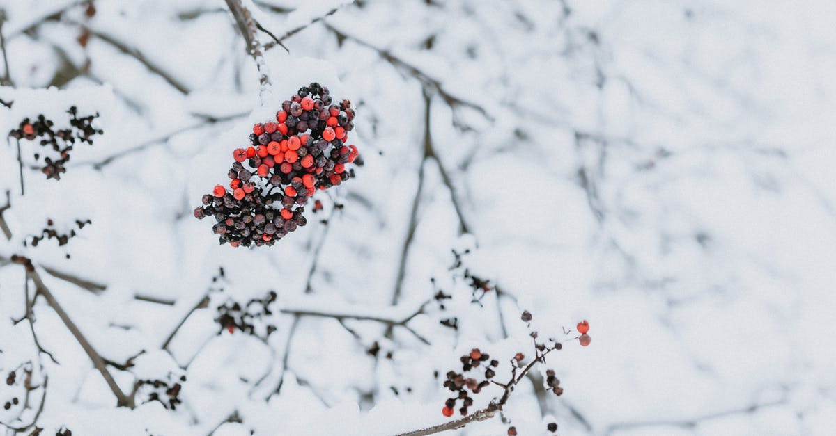 Can we cover both Disneyland parks in Paris in one day? - Bright red berries on branch of mountain ash covered with snow and frost growing in park in snowy winter day