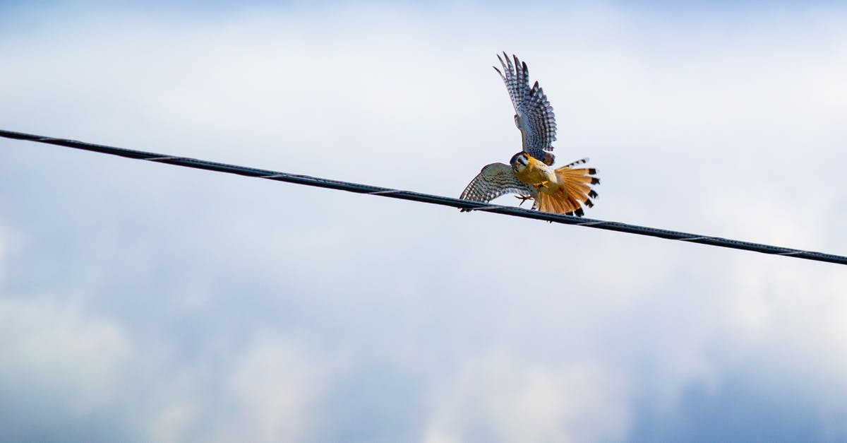 Can you pay for a RyanAir flight by wire transfer? - Red-tailed Hawk Flying over Black Cable