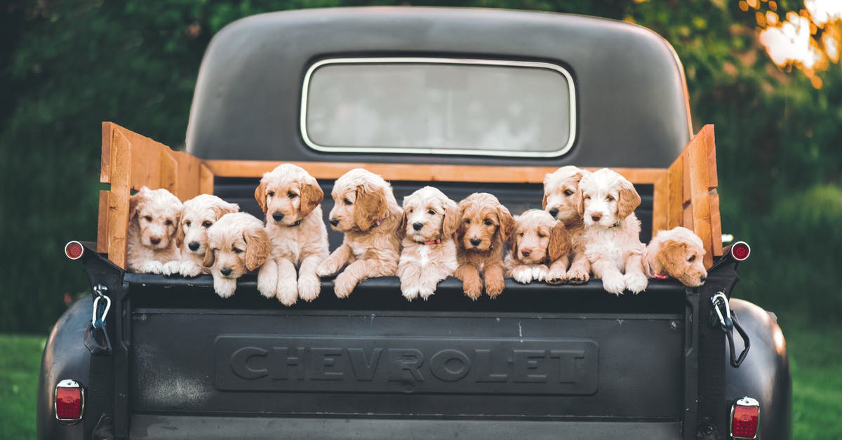 Can you pick up a Sixt rental car after the start time? - White and Brown Puppy on Black Car