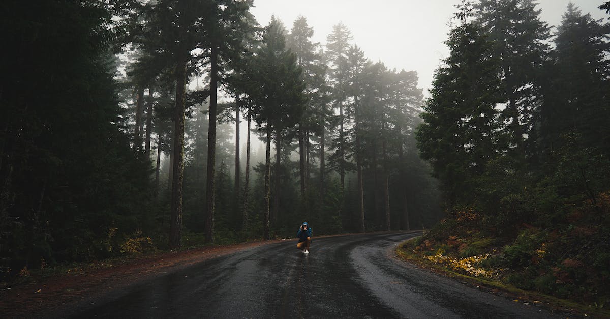 Can you tell a cabbie which route to take? - Unrecognizable traveler taking photo of empty asphalt road going through coniferous forest on rainy day