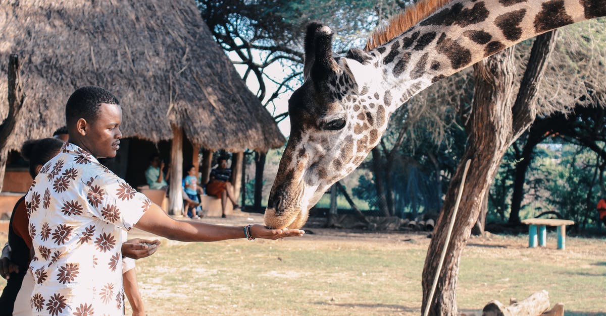 Can you travel to Kenya on an expired Kenyan passport? - Person Feeding Giraffe