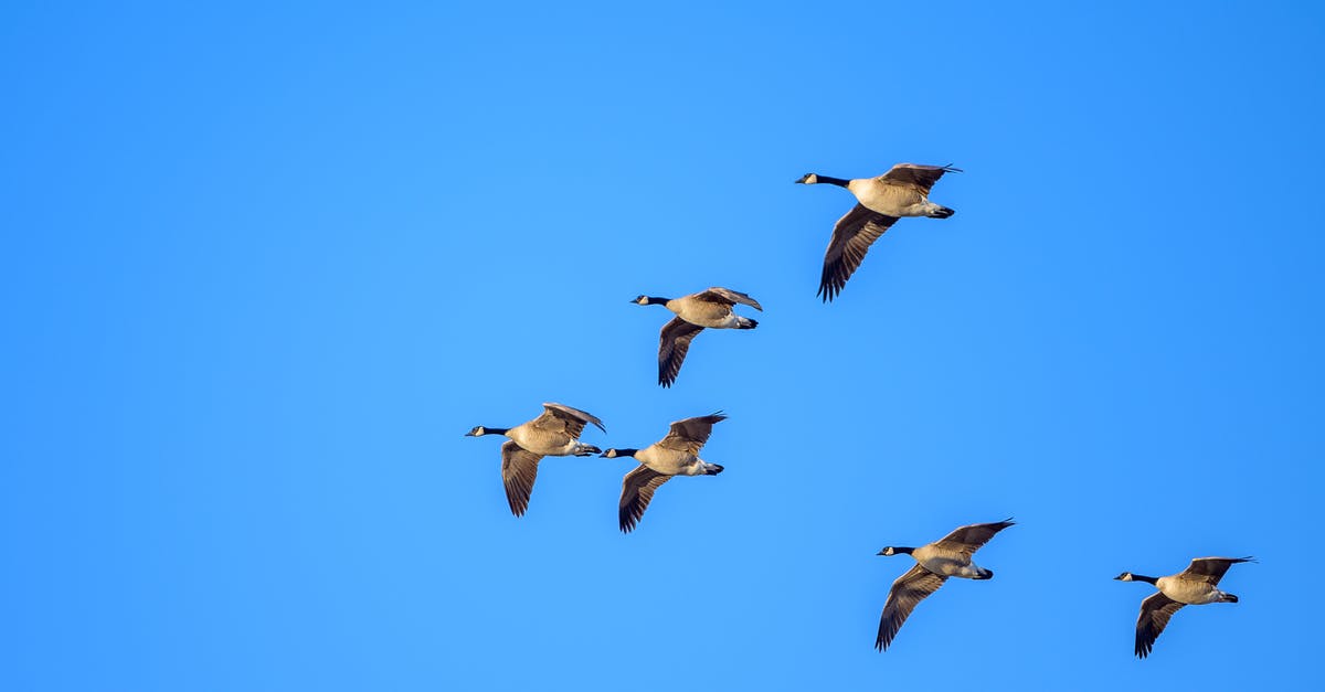 Canada: Entry by Air - Canada geese flying in cloudless blue sky