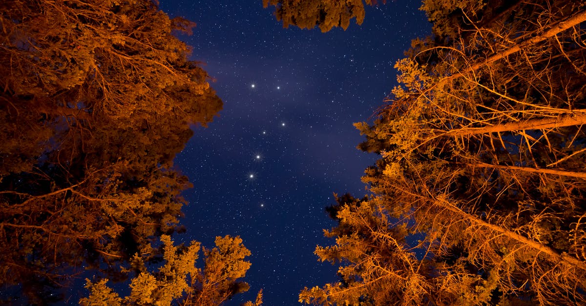 Canada Low Cost Airline - Low Angle Photography Of Trees