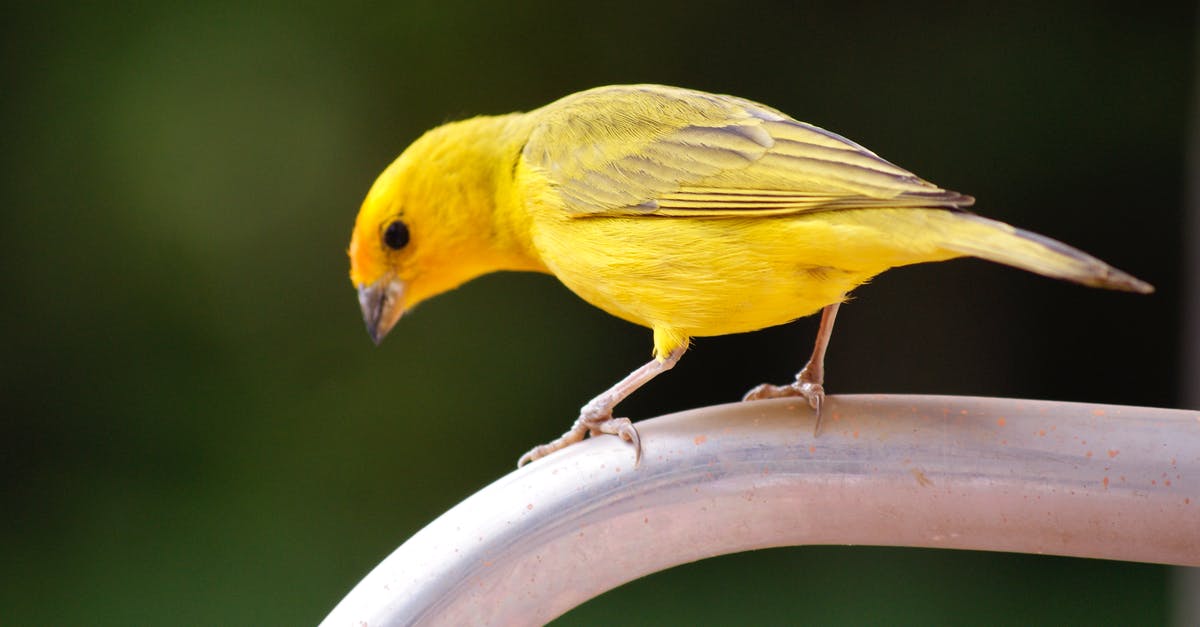 Canary Islands Visa Requirements [closed] - Close-Up Shot of a Yellow Canary