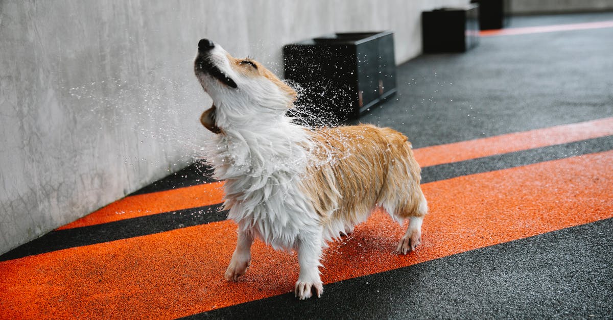 Carry on Luggage size in United air line - Small purebred dog with wet coat shaking off splashing aqua on walkway with marking lines