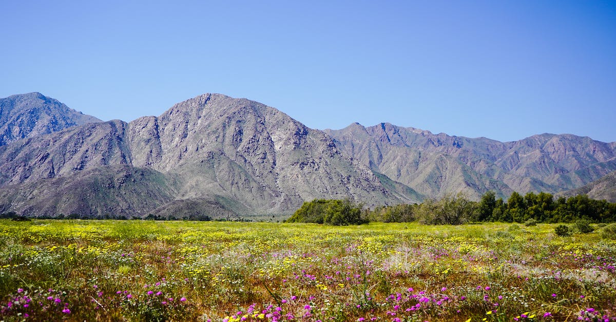 Catching snow in Southern California - Purple Flower Field Near Gray Rocky Mountain