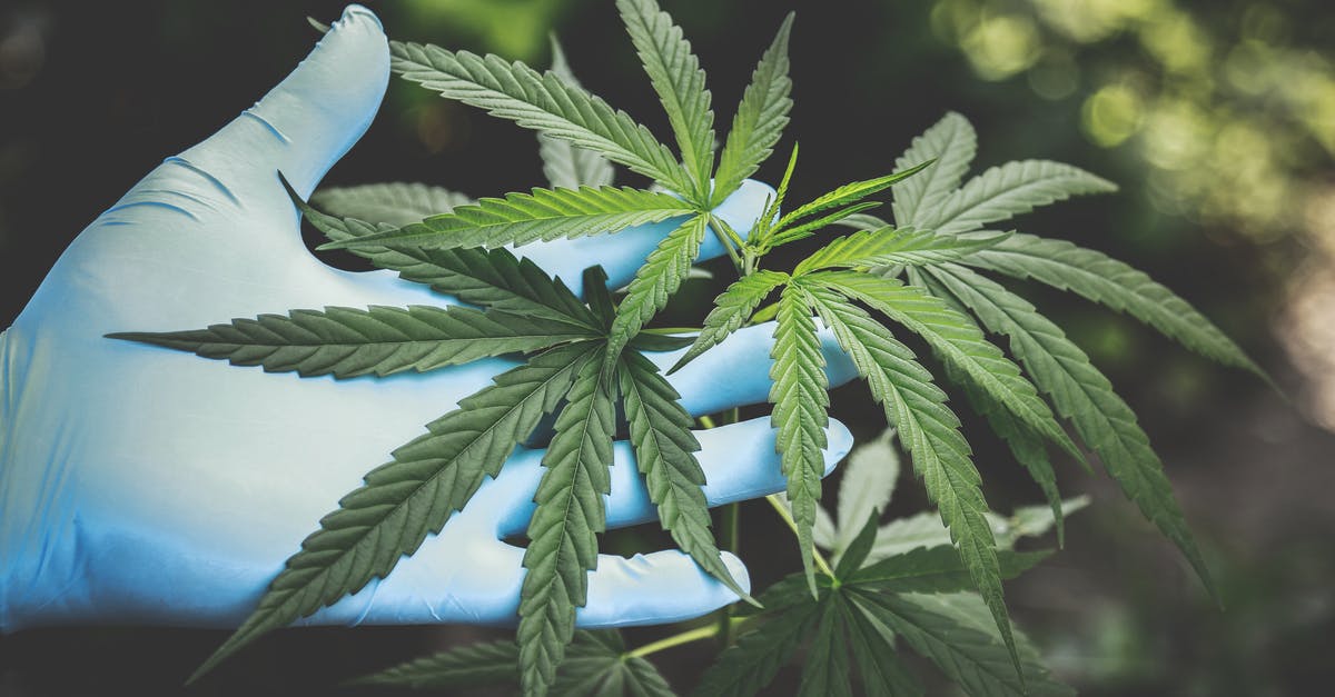 CBD Prescribed Cannabis Oil onboard a flight to United Kingdom - Person Holding Green Canabis