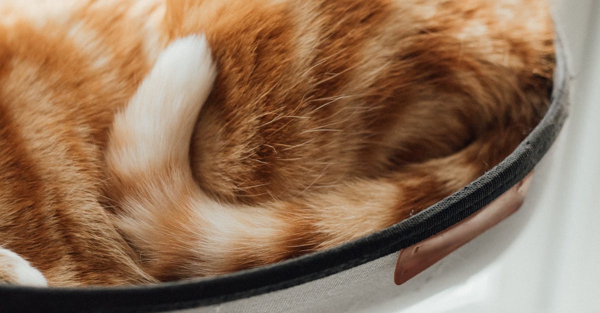 CEDR EasyJet Complaint worth it? [closed] - Orange Tabby Cat on Black Bowl