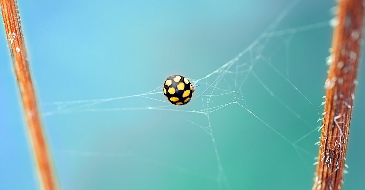 Chances being caught re-entering EU too soon - Shallow Focus Photography of Black and Yellow Spider on Web