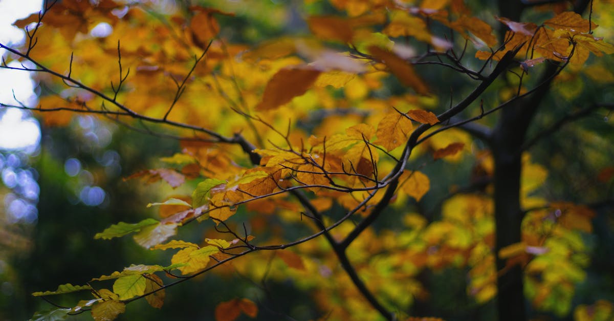 Change of duration of stay - Yellow and Brown Maple Leaves