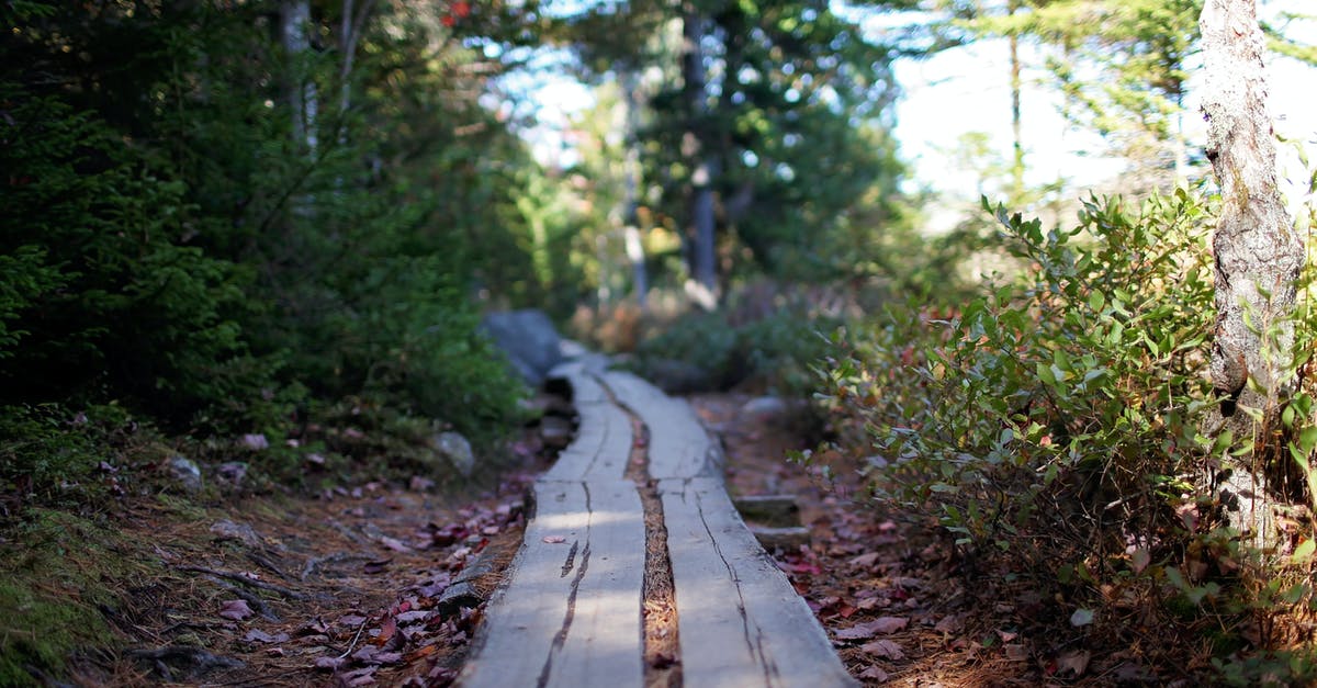 Change of main destination after Schengen visa is issued - Narrow wooden path going through green trees and bushes in forest on sunny day