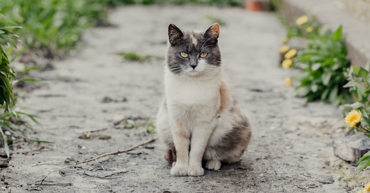 Changes to Cyprus timezones - Cat Sitting on the Floor