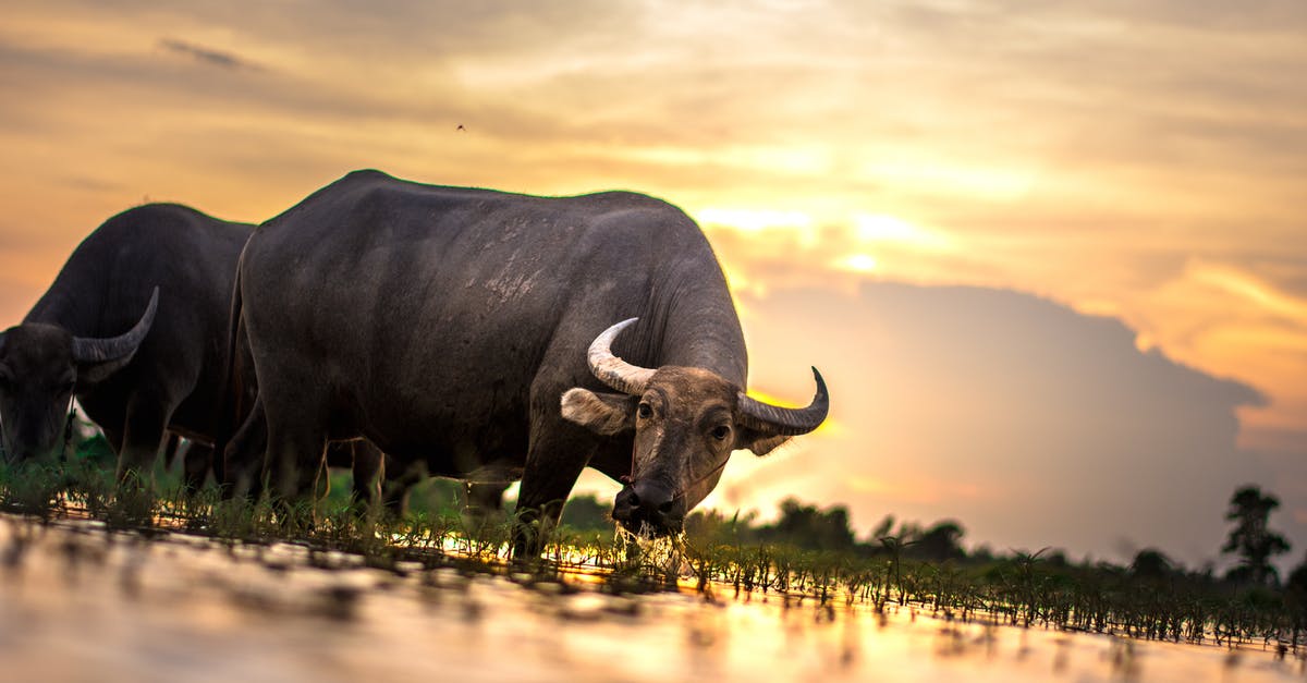 Changing airlines in Bangkok, Thailand in transit from Laos to Colombo, Sri Lanka - Two Water Buffalos