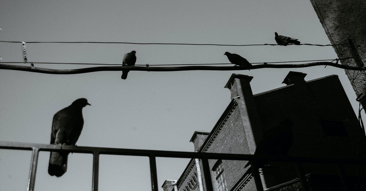 Cheapest flight "from any city" - Pigeons on electricity wires under sky