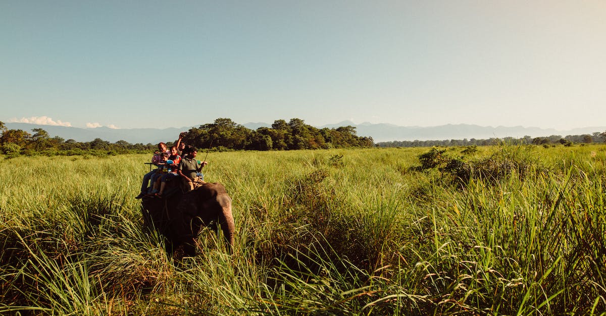 Chiang Mai Trek without Elephant Ride - Photo of an Elephant Carrying People on a Green Grass Field