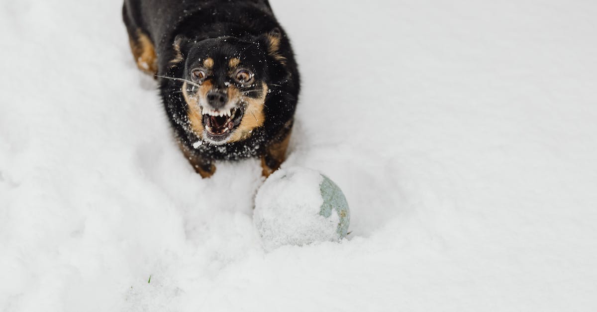 Chiang Mai Treks with Barking Gecko - Black and Tan Short Coat Medium Dog on Snow Covered Ground