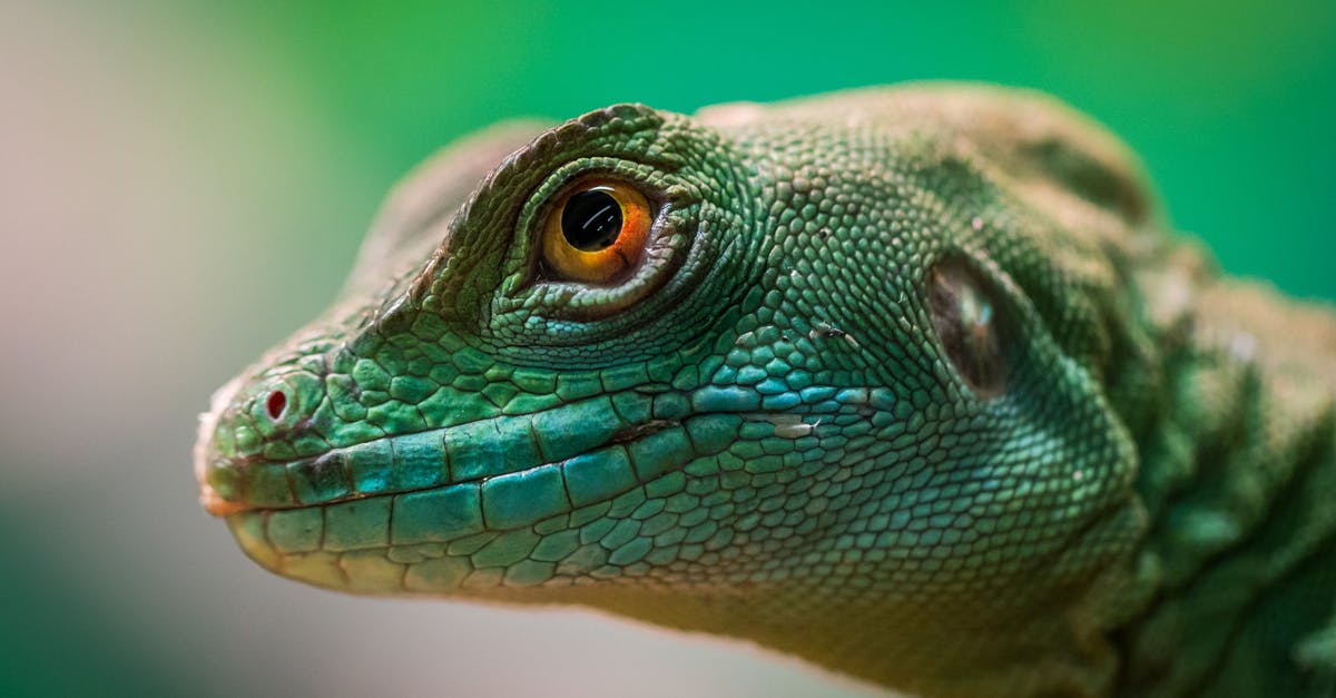 Chiang Mai Treks with Barking Gecko - Green Reptile