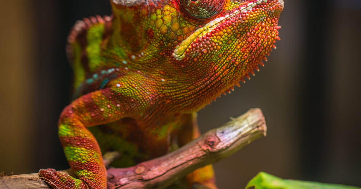 Chiang Mai Treks with Barking Gecko - Selective Focus Photography of Red and Green Reptile