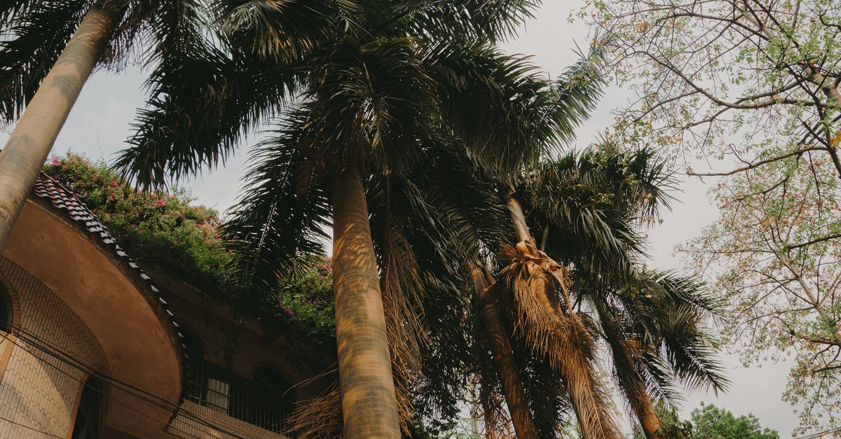 China to Cayman Islands via Miami [closed] - Palm Trees Under Gray Skies