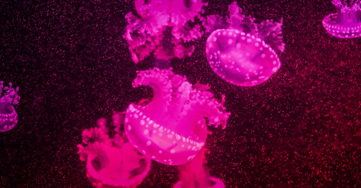 China to Cayman Islands via Miami [closed] - Pink Jellyfish