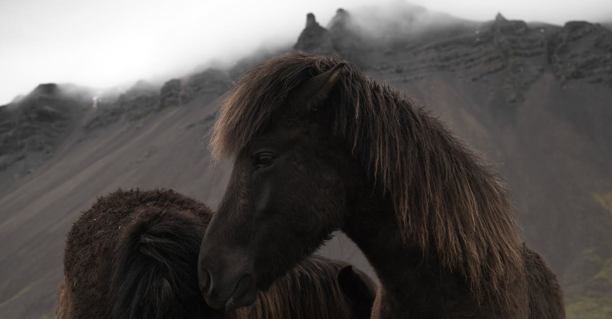 Chinese/Spanish dual national entering Schengen area - Icelandic bay horses grazing near mountains