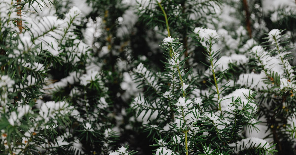 CitiBank Branch in Leipzig - Close-up of Coniferous Tree Covered in Snow 