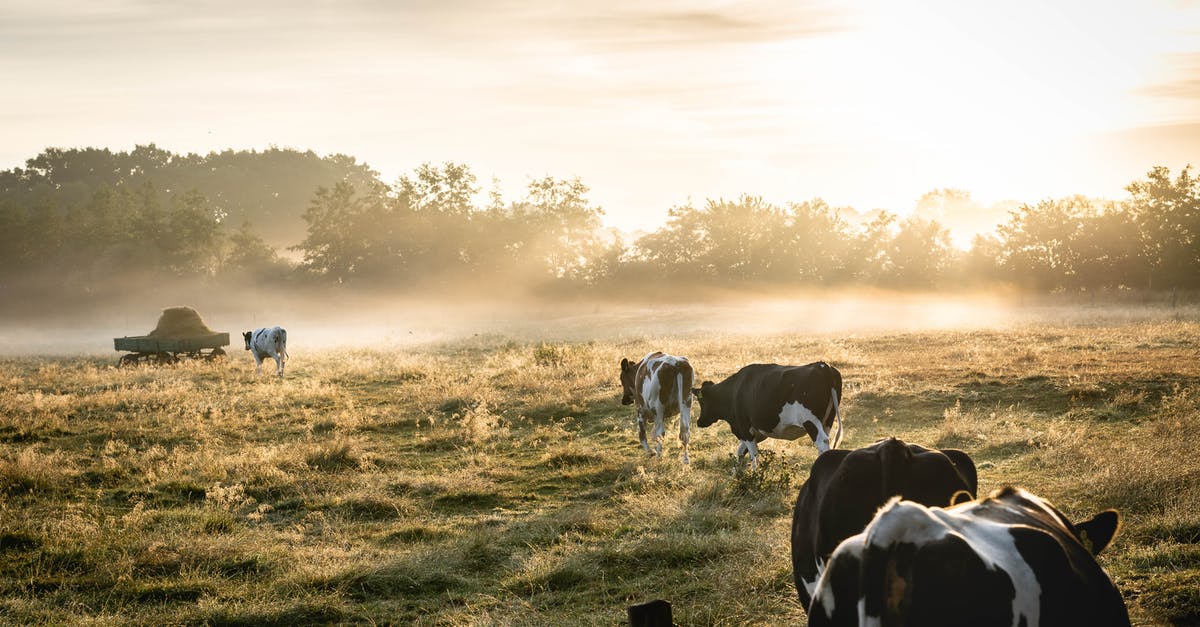 Clarification on early-disembarkation on with a Schengen visa in alternate country - Herd of White-and-black Cows on Grass Field