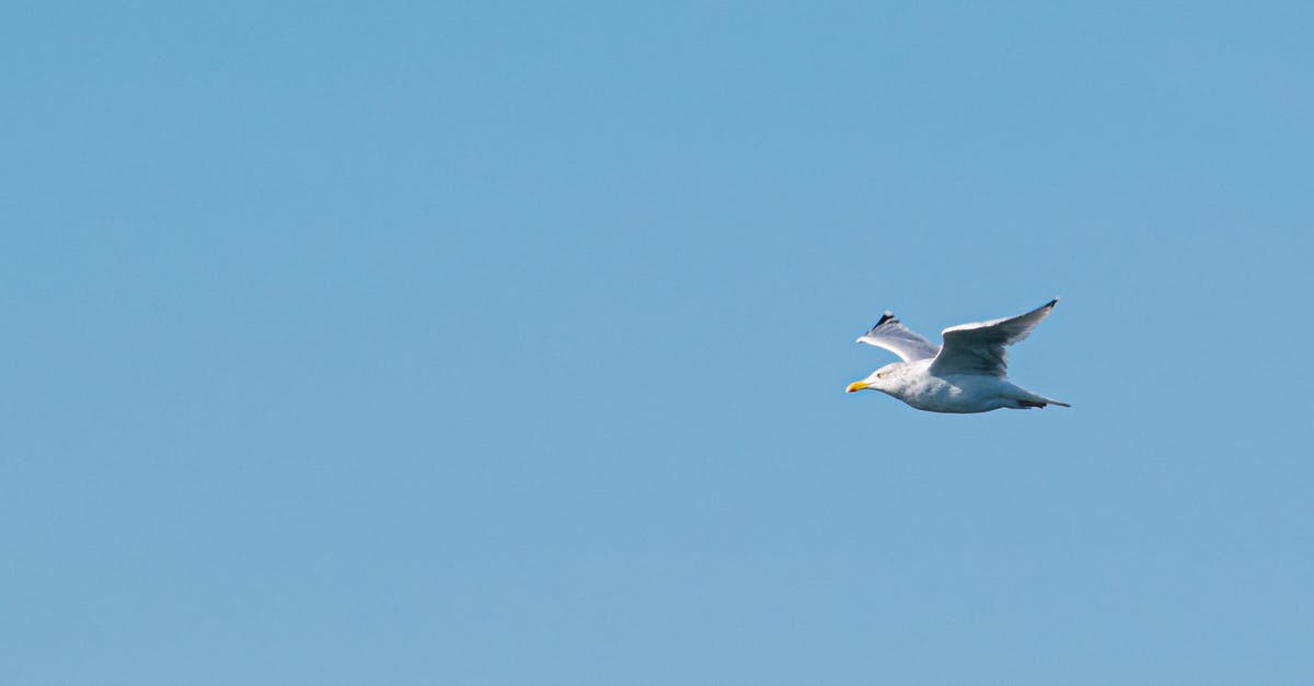 Clearing Customs and skipping connecting flight at ORD? - Photo of Flying Seagull