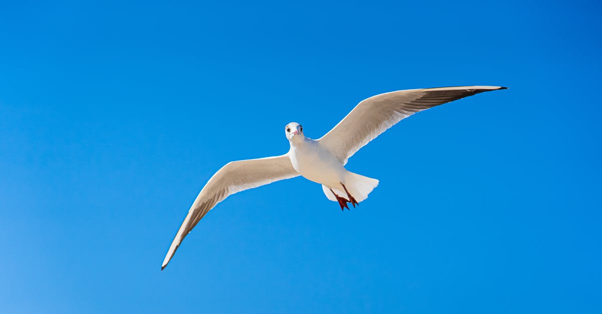 Clearing Customs and skipping connecting flight at ORD? - White Gull Flying Under Blue Sky