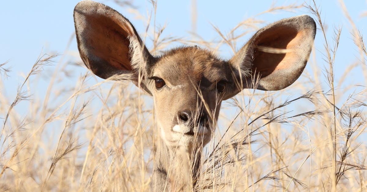 Closest place to Addis Ababa where you can see wildlife - Deer Behind Grass