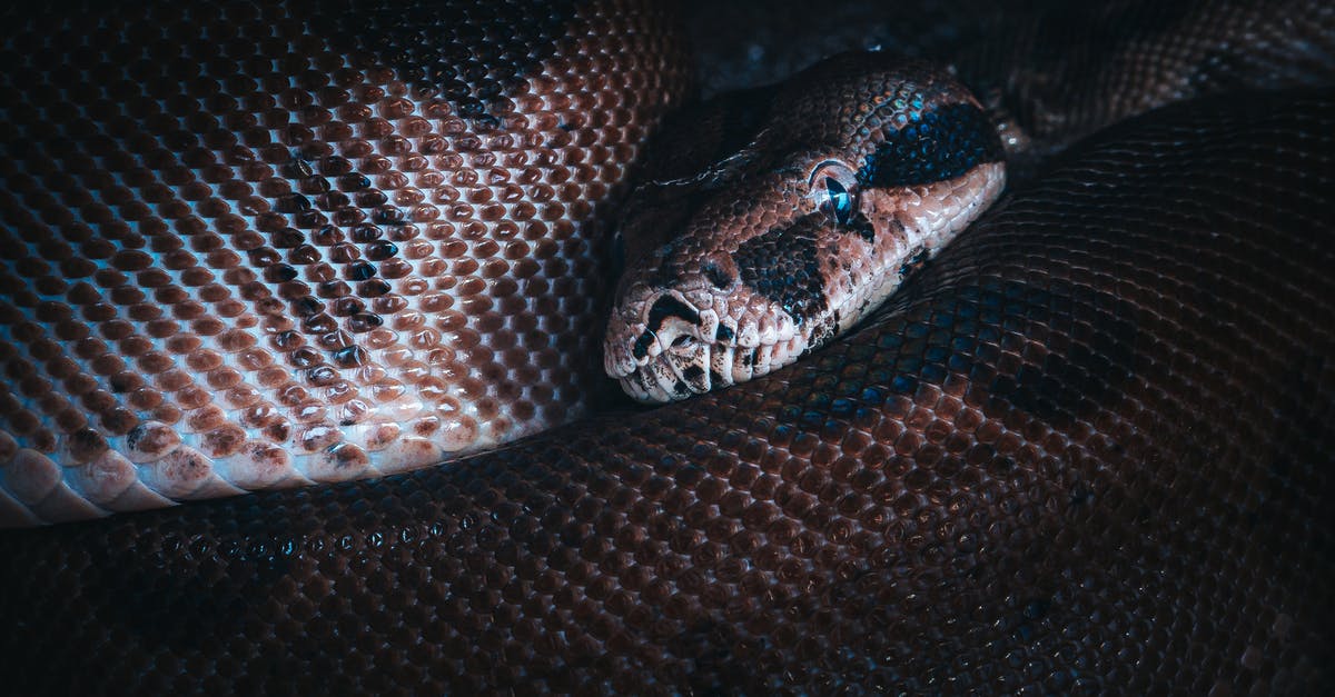 Closest place to Addis Ababa where you can see wildlife - Big brown snake looking at camera in dark place