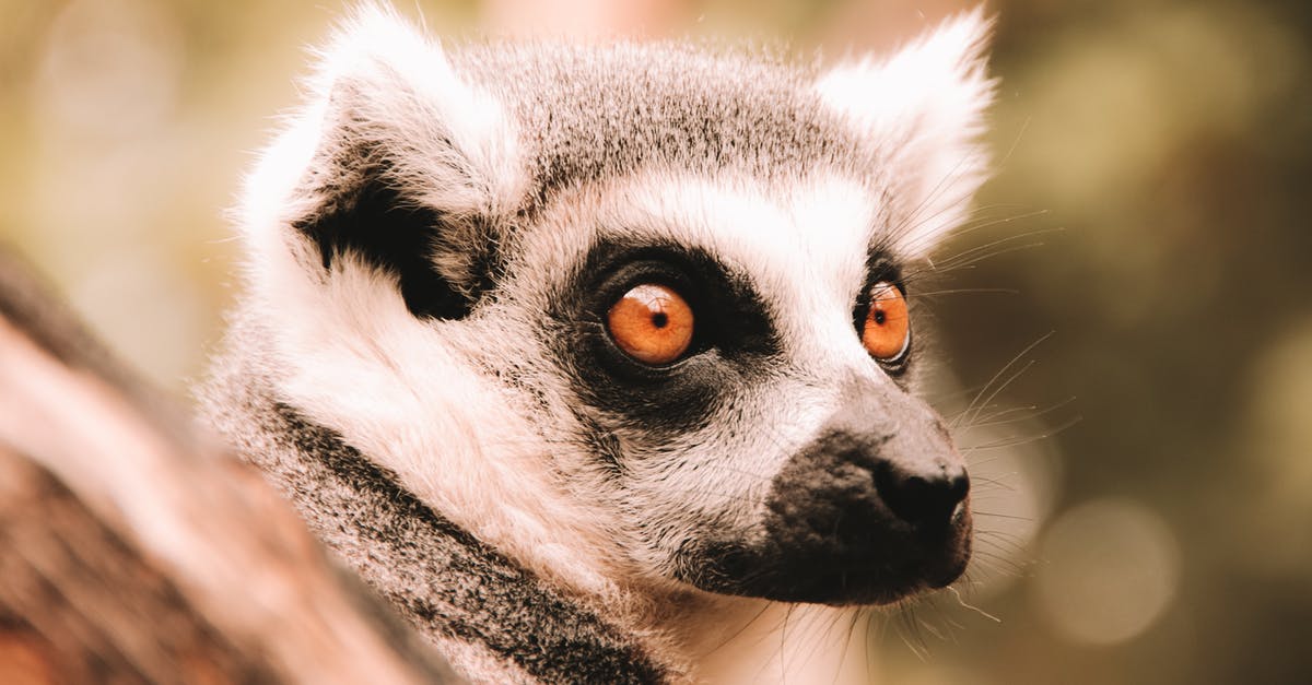 Closest place to Addis Ababa where you can see wildlife - Muzzle of grey ring tailed lemur looking away on blurred background in daytime