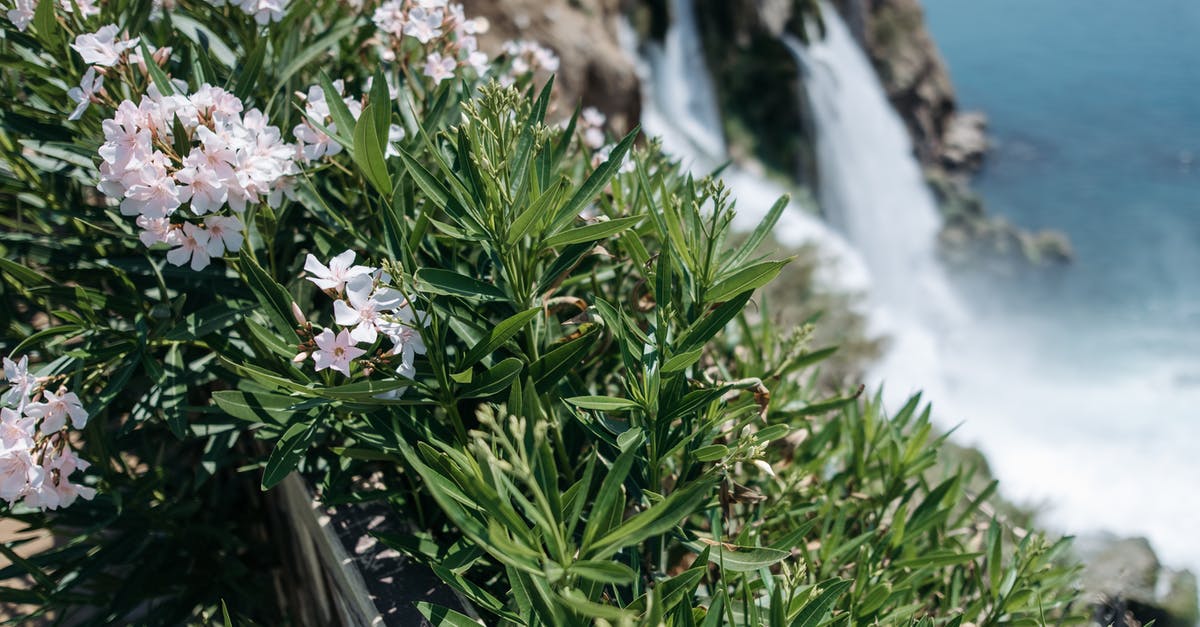 Coca leaves - legal status in Spain [closed] - Green Plant With White Flowers