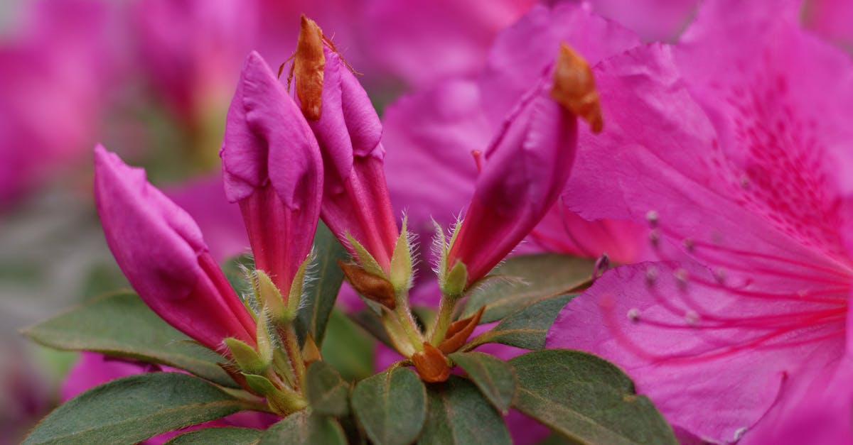 Coca leaves - legal status in Spain [closed] - Pink Flower With Green Leaves