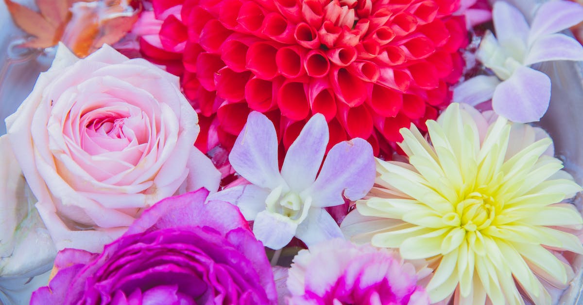 Collecting French (SNCF) "Ticket On Departure" tickets from outside of France? - From above of big pot with blossoming red and yellow dahlias with purple peonies and orchid near pink rose flowers in water with red leafs in daylight