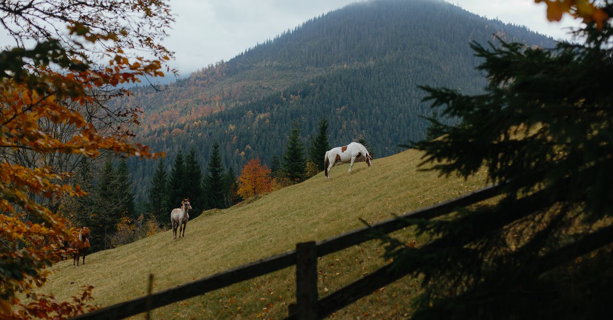 Colombia: 90 day visit period renewed on re-entry? (UK national) - White and Brown Horses on Green Grass Field Near Green Trees and Mountain