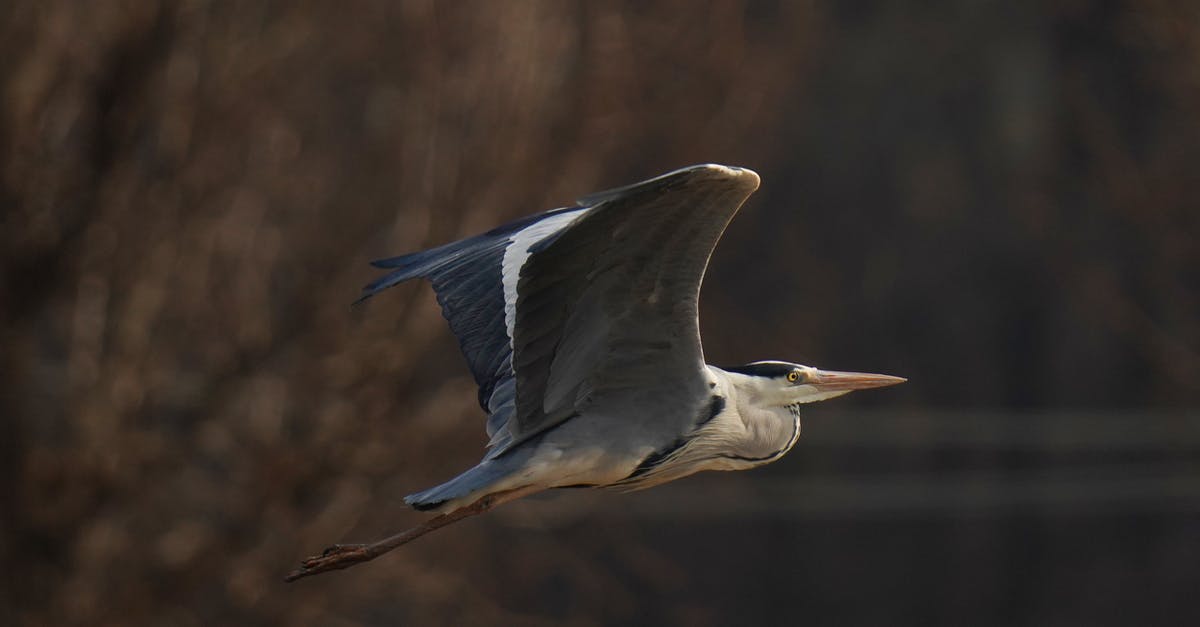 Compensation for a flight going somewhere else - White Bird Flying