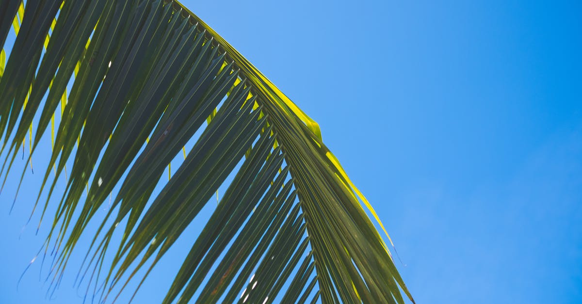 Confirming that Santiago de Cuba to Dominican Republic route exists - Green Coconut Tree Under Blue Sky